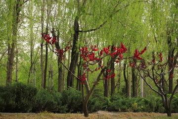 桃红柳绿吃瓜,夏日吃瓜时光